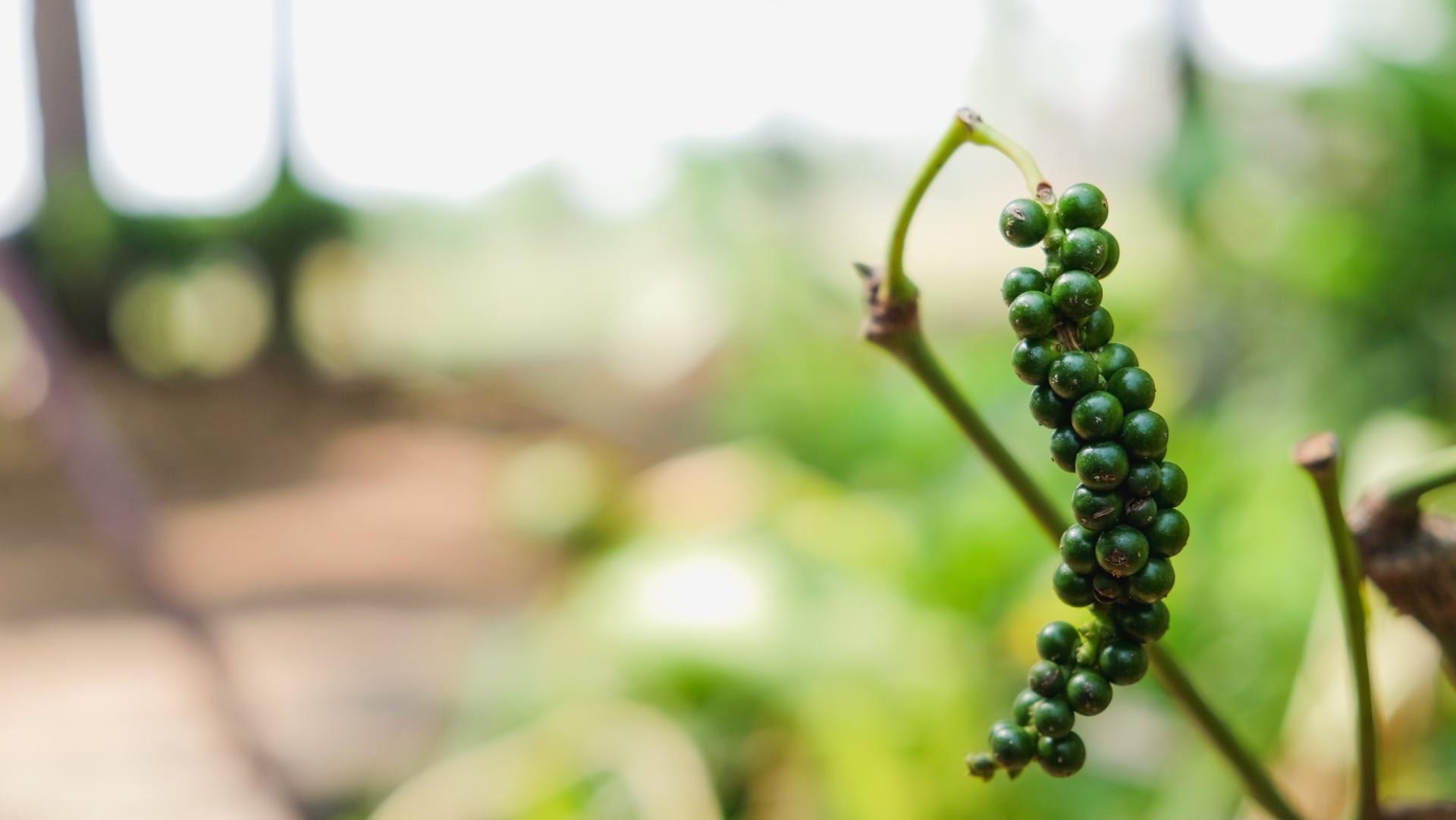 Zwarte Peper Korrels Kiemarm Biologisch - Afbeelding 3