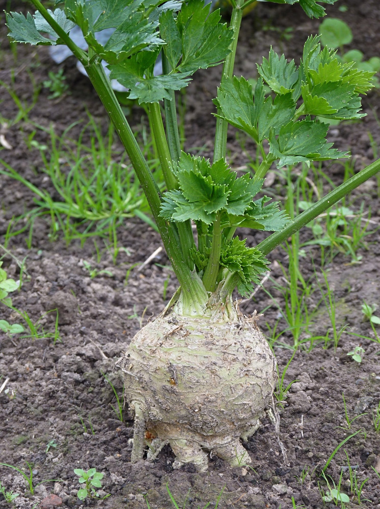 Knolselderij Poeder Biologisch - Afbeelding 2