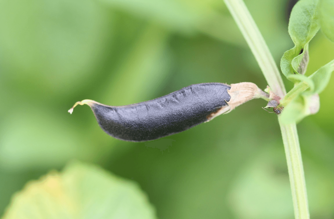 Zwarte bonen Heel Biologisch - Afbeelding 3