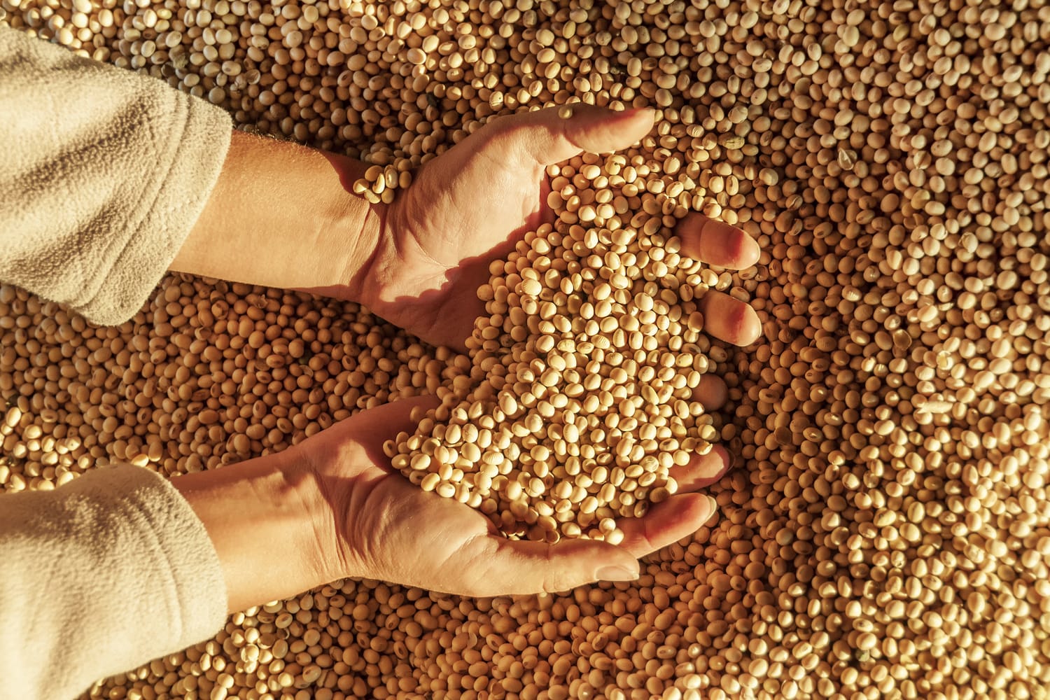Sojabonen Ongepeld Biologisch