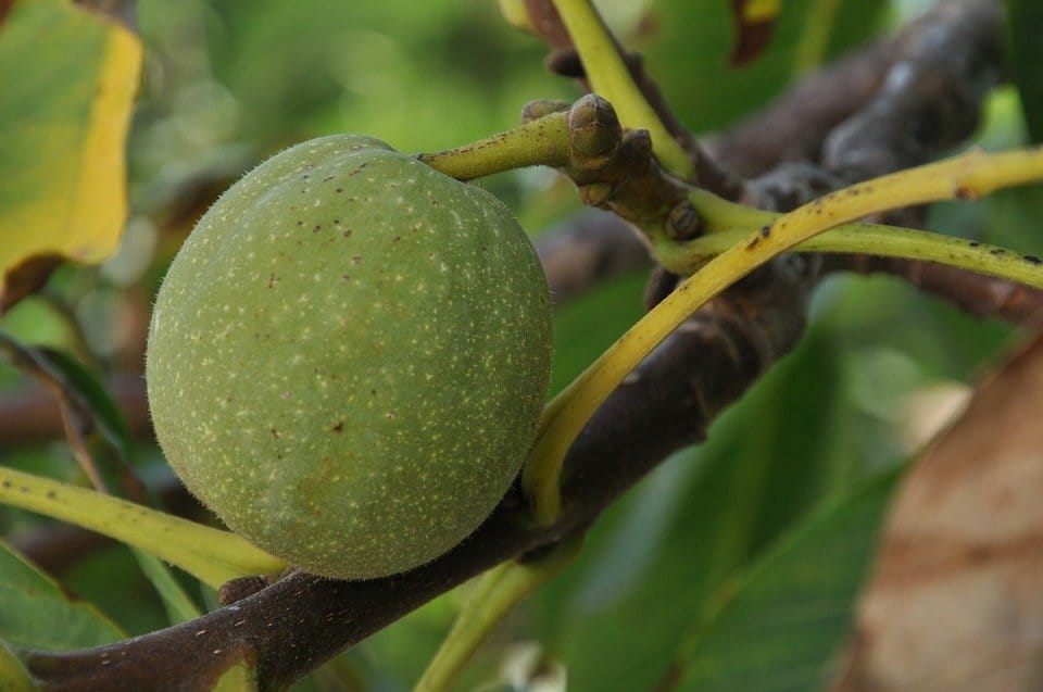 Macadamia Noten Raw Biologisch - Afbeelding 3