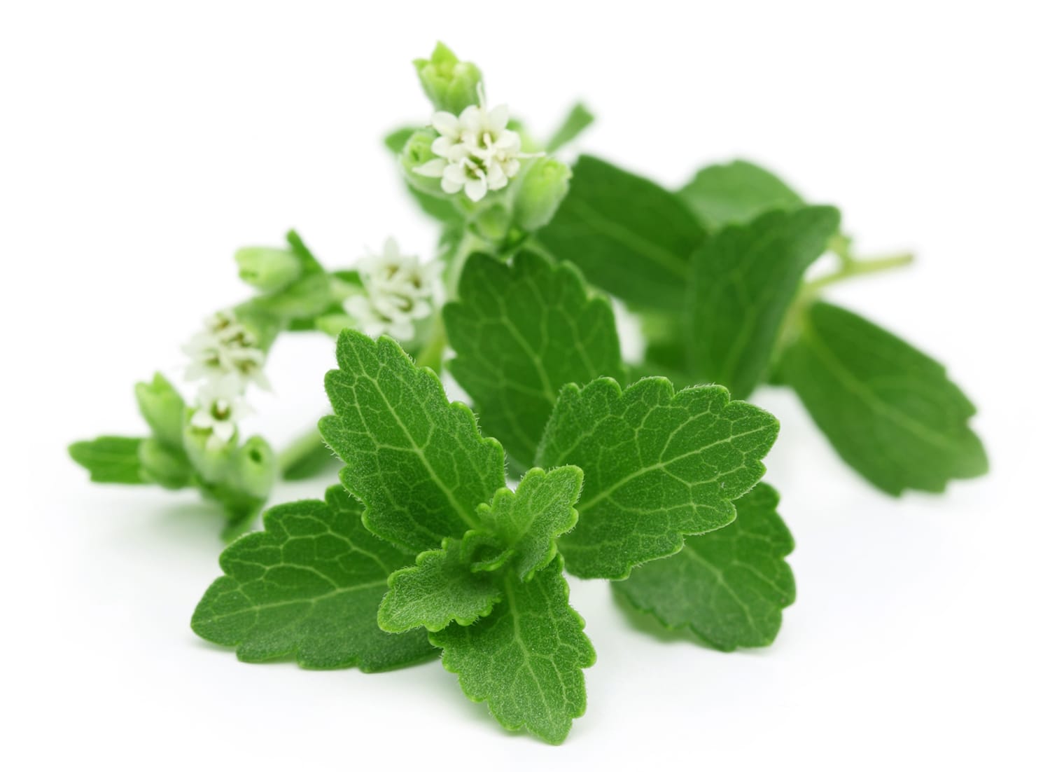 Groene Stevia Blad Poeder Biologisch - Afbeelding 3