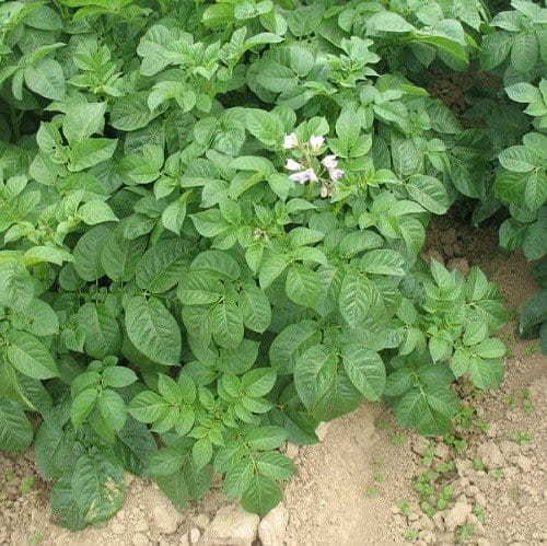 Aardappelzetmeel Biologisch - Afbeelding 2
