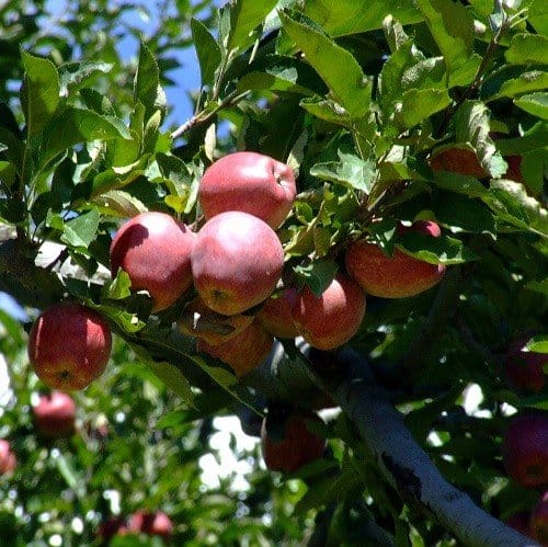 Appelblokjes Biologisch - Afbeelding 3