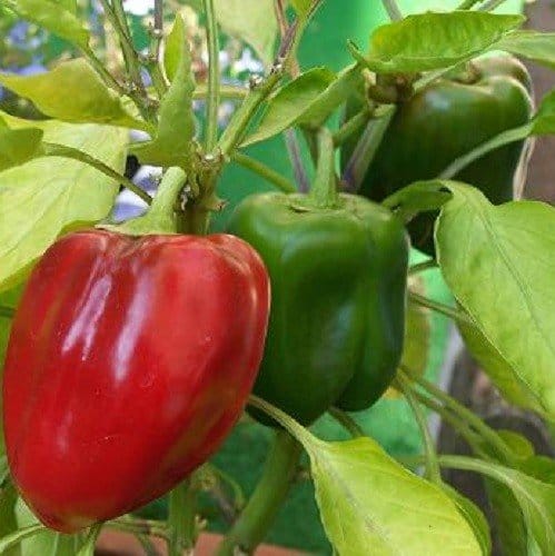Paprika Vlokken Groen 9 mm Biologisch - Afbeelding 3