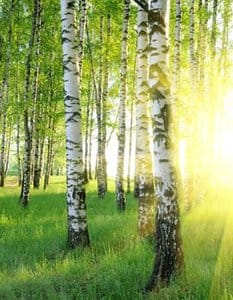 Berkensuiker Xylitol - Afbeelding 3