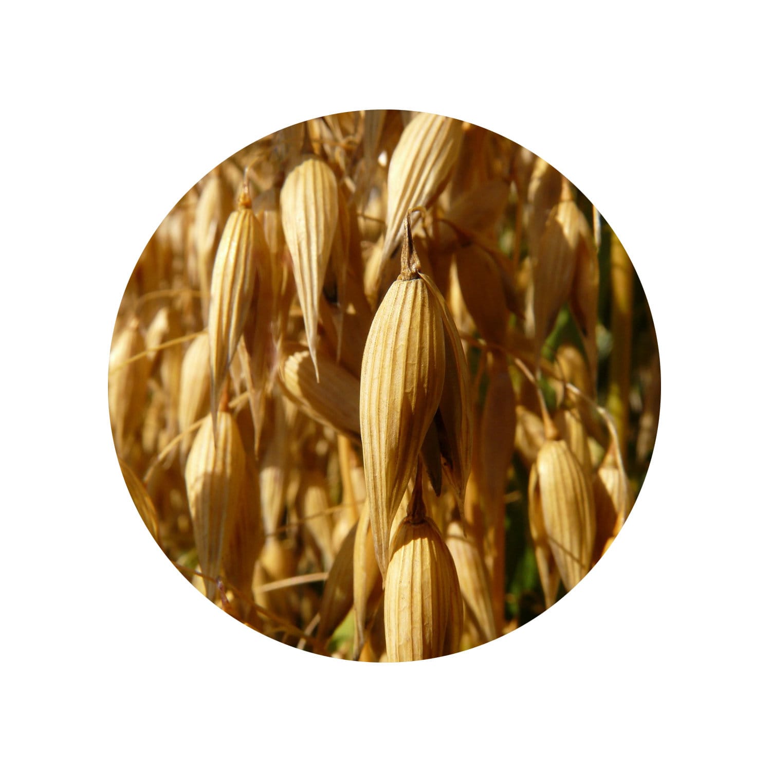 Havervlokken Grof Glutenvrij Biologisch