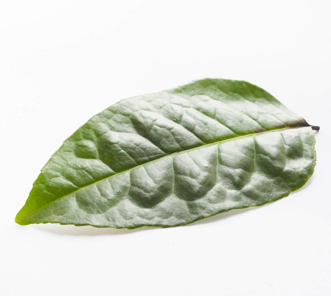 Ilex Guayusa Poeder Biologisch - Afbeelding 3