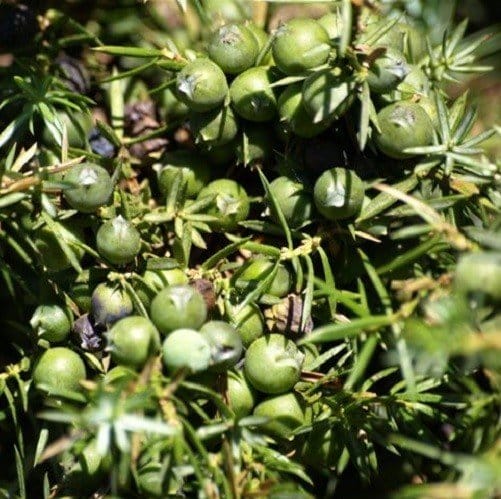 Jeneverbessen Granulaat Kiemarm Biologisch - Afbeelding 3