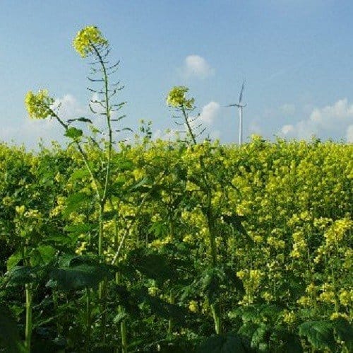 Mosterdzaad Heel Geel Sinapis Alba Kiemarm Biologisch - Afbeelding 3