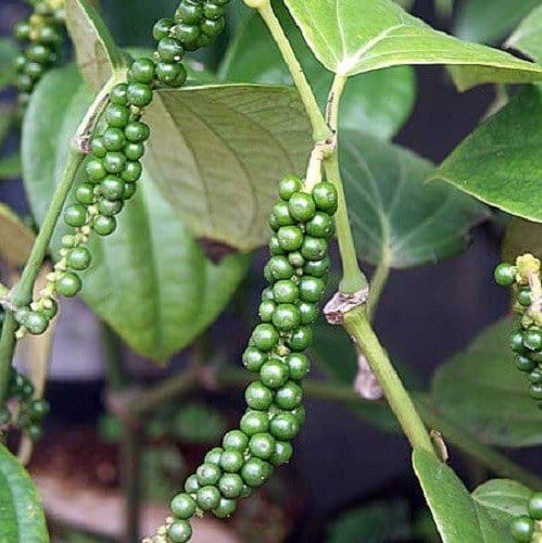 Zwarte Peper Granulaat 1A Kiemarm Biologisch