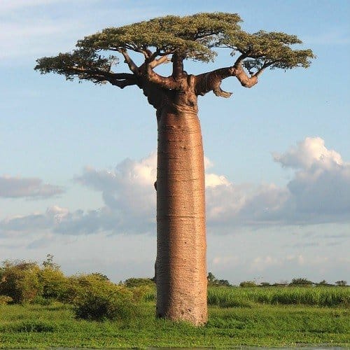Baobab Poeder Biologisch