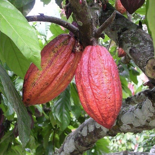 Cacao Pasta Wafers Biologisch (Cacao Massa) - Afbeelding 3