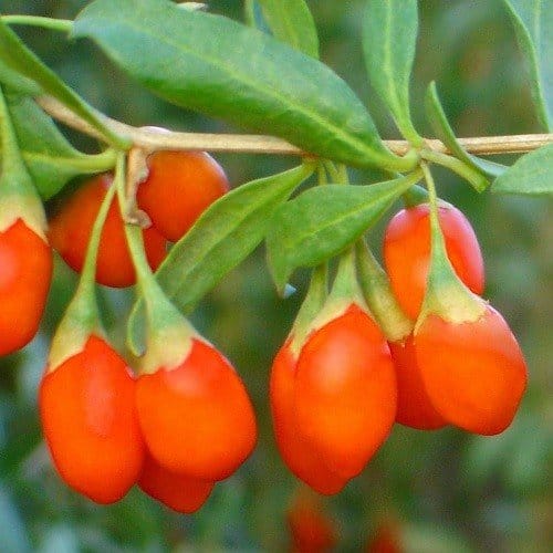 Gojibessen Biologisch - Afbeelding 4