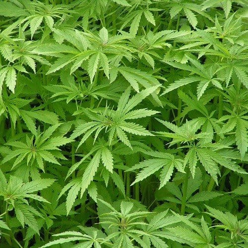 Hennepzaad Heel Biologisch - Afbeelding 3