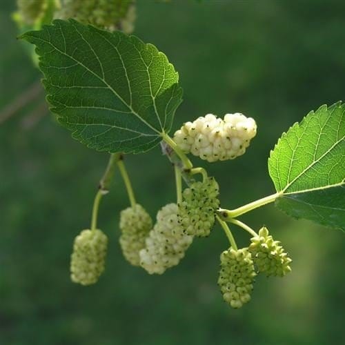 Moerbeibessen Wit gedroogd Biologisch - Afbeelding 3